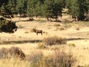 Male elk in the pasture at our campgrounds.
