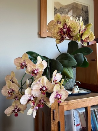 Pen Pals in the Truest Sense of the Word